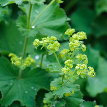 Alchemilla mollis