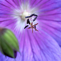Geranium himalayense 'Gravetye'