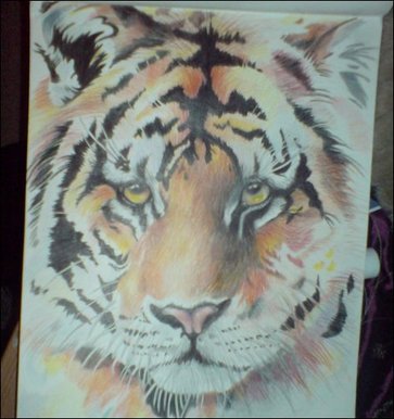 In the eye of the tiger