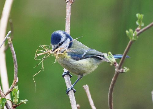 Bluetit with nest material by Diana Mower