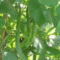 Runner bean