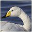Swan spotting (Whooper Swan c/o RSPB Images/Sue Tranter)