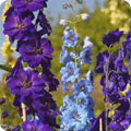 Delphinium