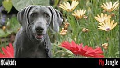 This is a jungle????!!!