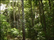 Área de reflorestamento na reserva Sete de Setembro