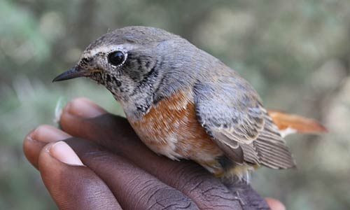 redstart_burkinafaso.jpg