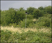 Kestrels are nesting in a box on top of a pole