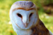 Barn Owl