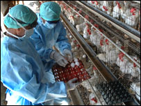 मुर्गियों की जाँच