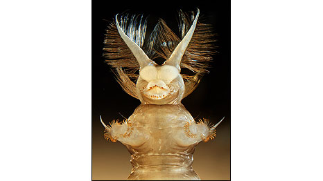 Larva da mosca 'Atherix ibis' (Foto: Fabrice Parais/DIREN Basse-Normandie/Cortesia Nikon Small World)