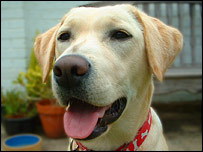 imagem de um labrador