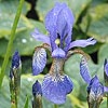 Iris sibirica