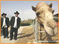 اسرائیل میں قدامت پسند یہودی