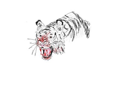 Tiger sketch