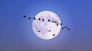 Migration by Nature Picture Library