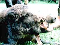 Полювання на вепра