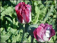 अफ़ीम की खेती