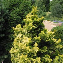 Hinoki Cypress