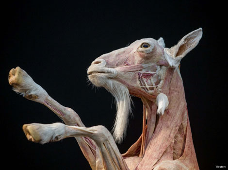A plastinated goat