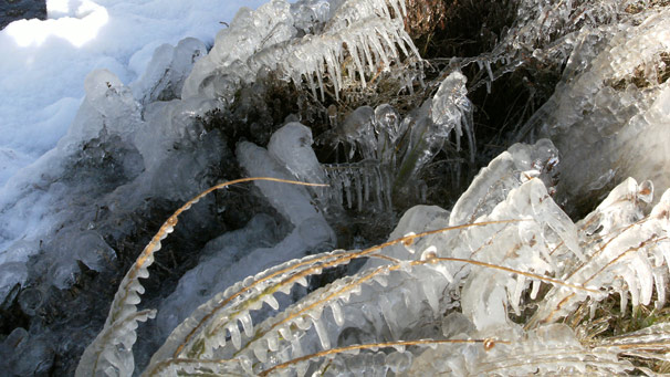 Thick ice on lochside plants