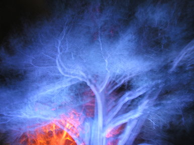 One night in the woods