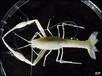 Criatura encontrada em caverna 