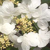 Japanese snowball bush