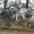 Huskies pulling a sled