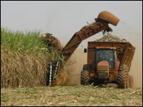Plantação para produção de etanol