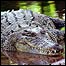 Crocodilo de água salgada da Austrália. Foto Arquivo PA