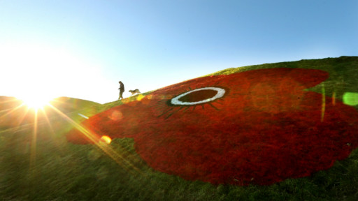 战场上血染的罂粟花
