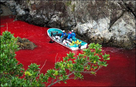 The cove: scene of a bloody slaughter of dolphins in Taiji, Japan