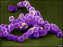Bactéria intestinal Enterococcus faecalis