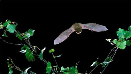 Pipistrelle c/o Bat Conservation Trust and Hugh Clark