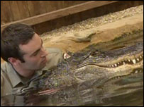 Treinador e jacaré no parque Ballarat