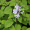 Plectranthus saccatus