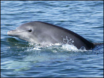Delfín
