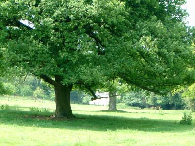 'An English oak at Trentham'