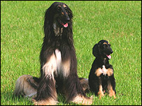 Klonované štěně Snuppy