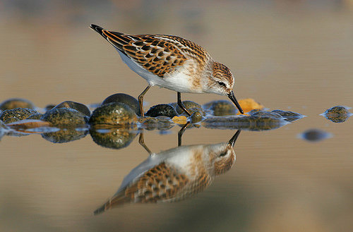Little stint by Nigel Pye