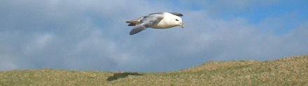 A Fulmar on The Ness of Brough, 2nd March 2007.
