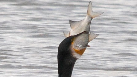 cormorant1_tony_llewellyn.jpg