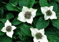 Cornus: Canadensis.