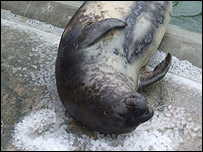 Foto: National Seal Sanctuary, Grã-Bretanha