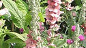Verbascum 'Helen Johnson'