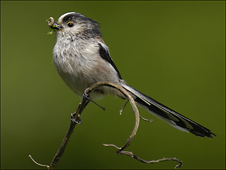 Long tailed tit