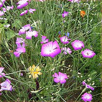 Corn cockle (agrostemma githago) 