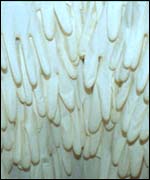 Brood (exterior) by Grace Newman 