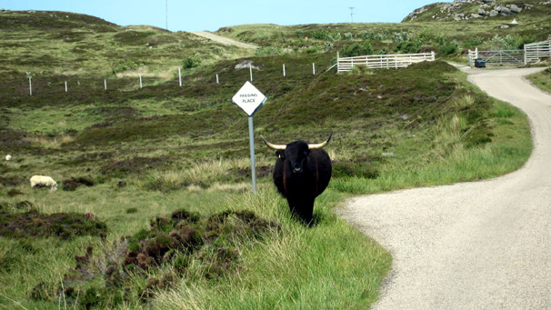 Karl-Heinz Efkemann from Germany was visiting Sutherland when he snapped this cow near Skerray. According to Karl-Heinz the cow obviously knew the rules: use passing places to allow overtaking.
