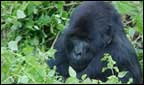 gorilla in rwanda